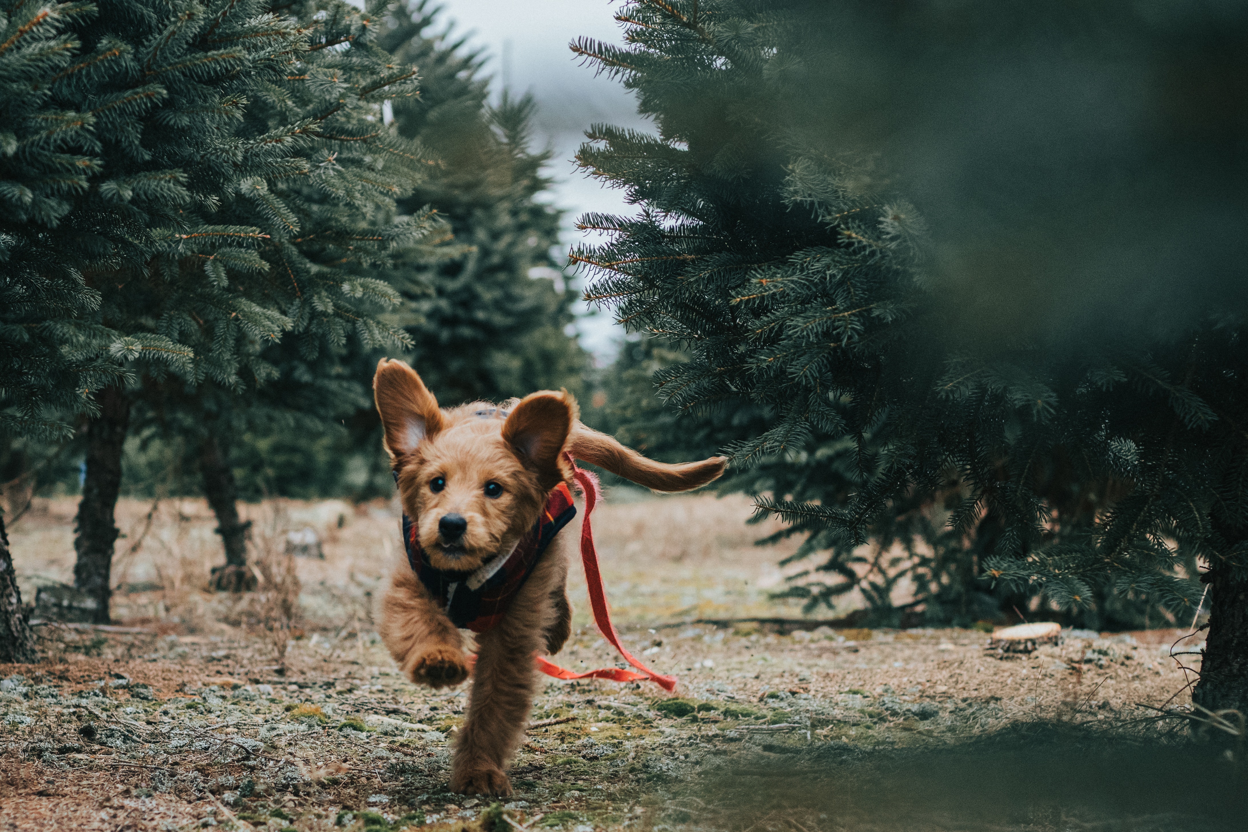 Separation Anxiety in Dogs: Misbehaving When You Leave