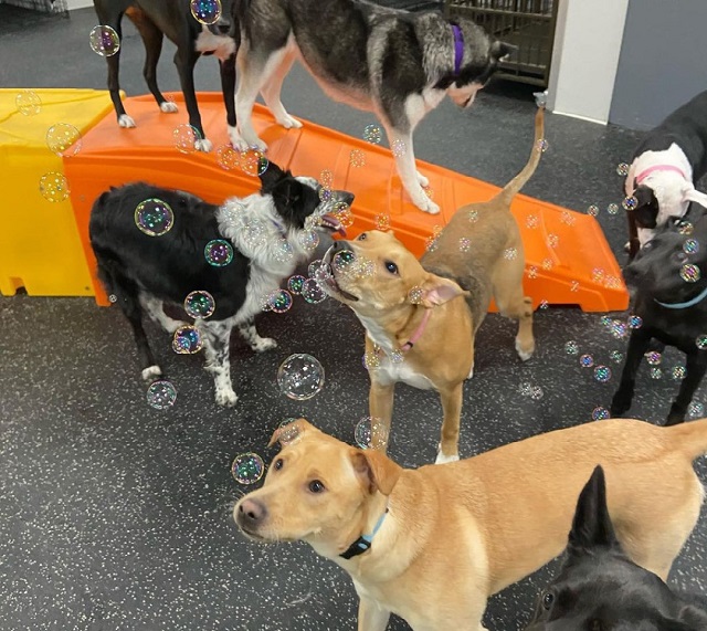 Dogtopia Dogs Socializing in Boarding