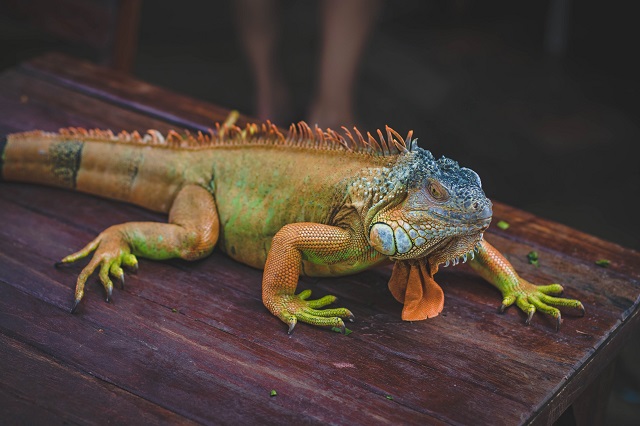 Exotic Pet Iguana
