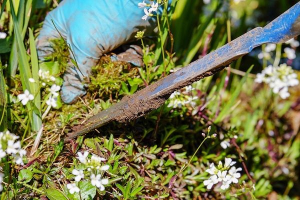 Before heading out to travel, deweed your garden