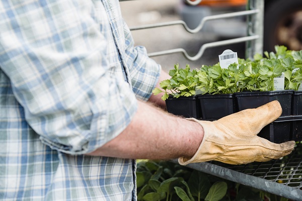 Hide your Container Plants in the Shade Before you Leave