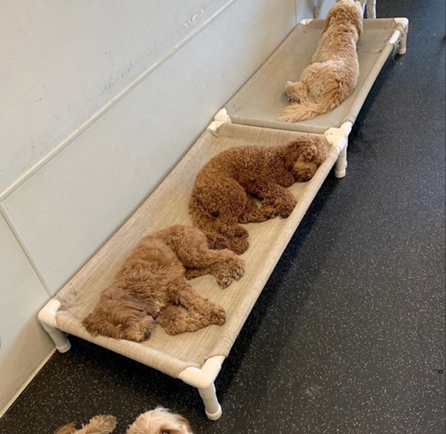 Napping Dogs after Playtime