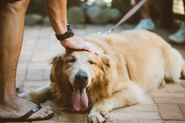 Patting Dog on Head