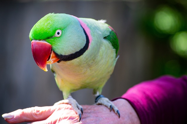 Pet Bird being Taken Care by House Sitter
