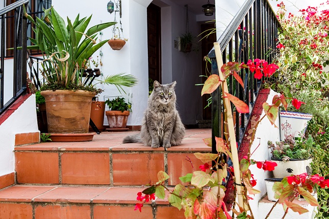 Pets and plants at home
