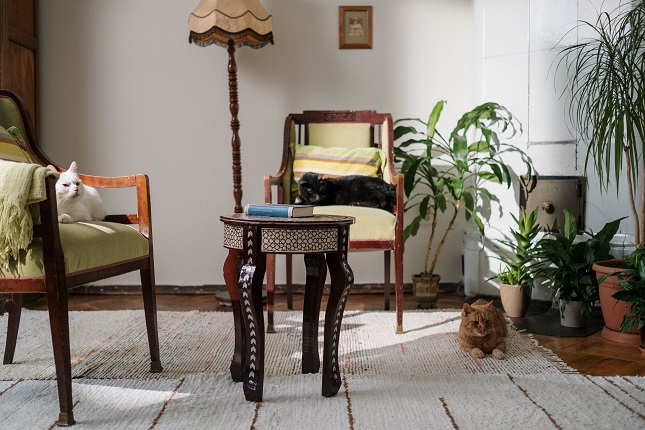 Pets and Plants