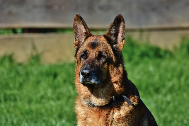 Sad German Shepherd