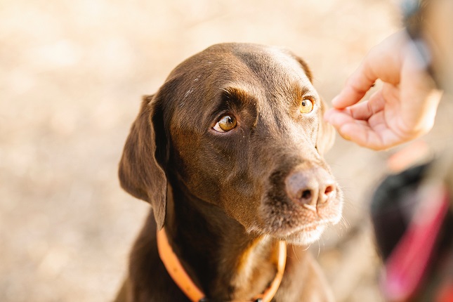 sad-labrador-retriever