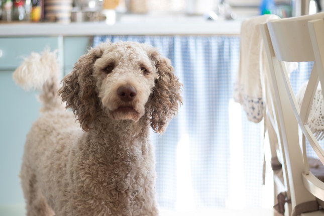 Sad Poodle