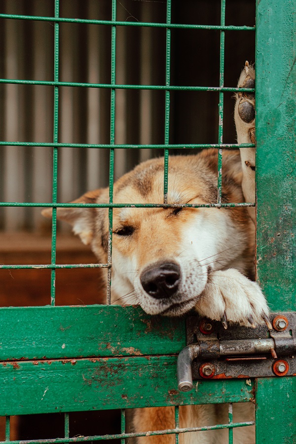 Display of Separation Anxiety in Dog as Owner Leaves