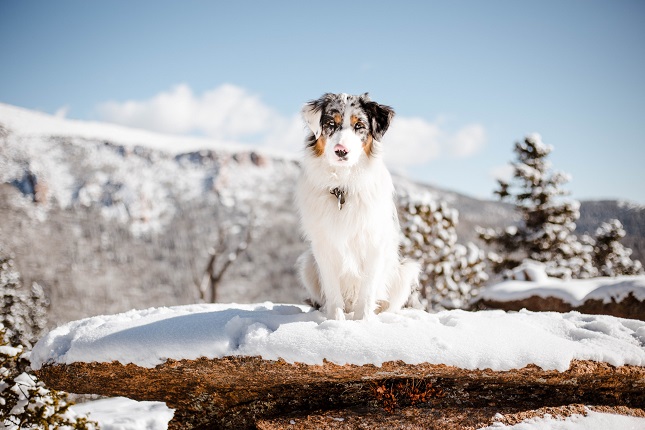 Staring Australian Shepherd
