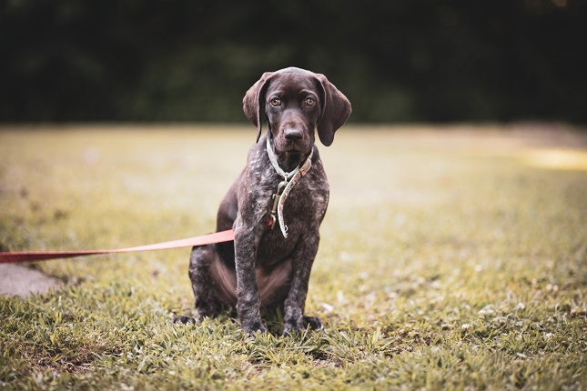 Staring German Shorthaired Pointer