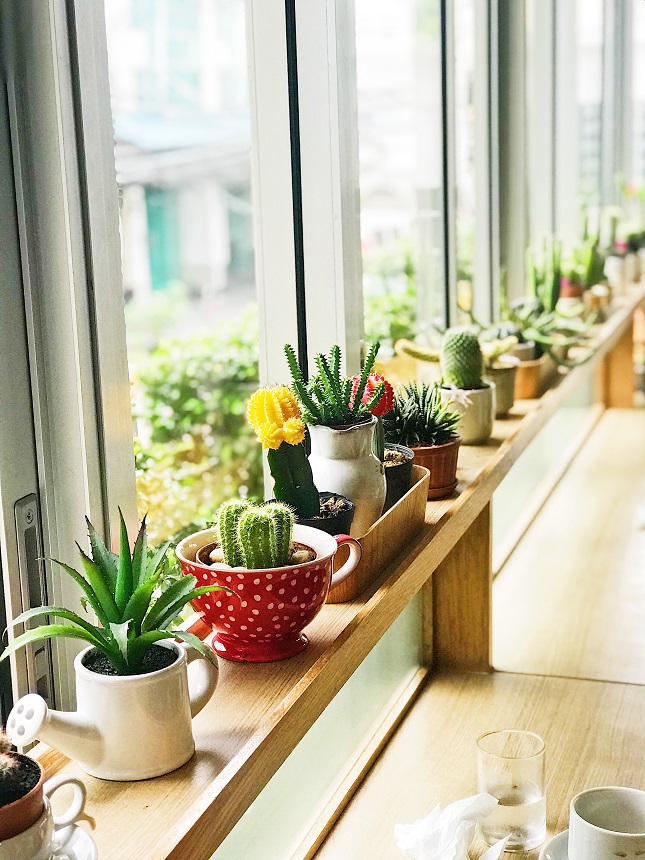 Succulents Having Direct Sunlight